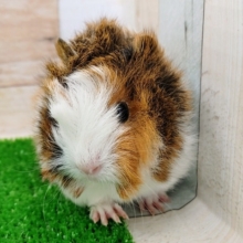 ②くる巻き毛のアビシニアンモルモットさん(ベビー)入荷しました〜❤