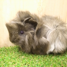 チョコレートカラーのクリンクリン！アビシニアンモルモットさん来ました～