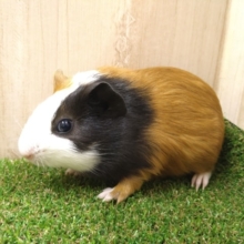 左右で表情が違います！イングリッシュモルモットさんいますよ〜