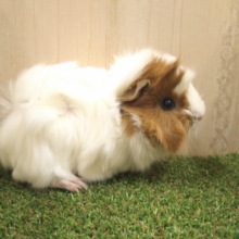 白茶のクリンクリン！アビシニアンモルモットさんいますよ〜