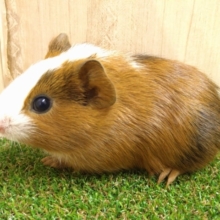 ツルンとしたまぁるいフォルムが可愛い♥イングリッシュモルモットさんいますよ〜