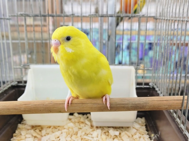 セキセイインコ