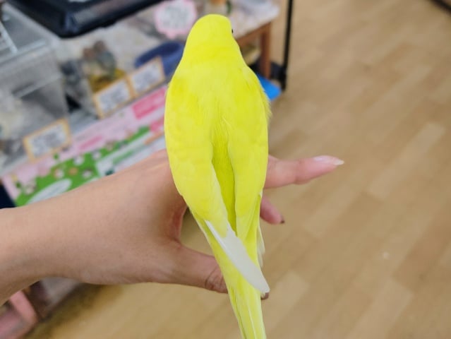 セキセイインコ