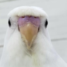 最新画像更新です。わっしょい羽衣セキセイインコダブルファクターその2