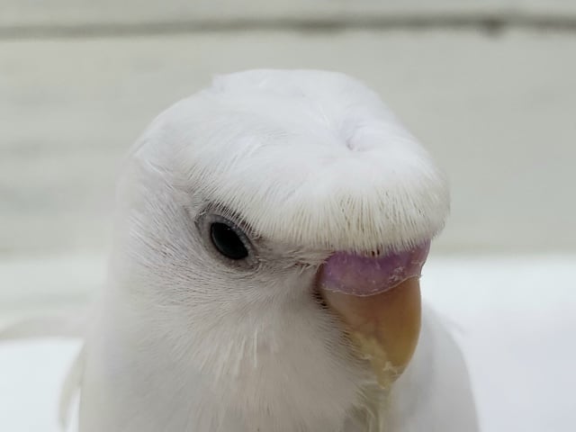 羽衣セキセイインコ