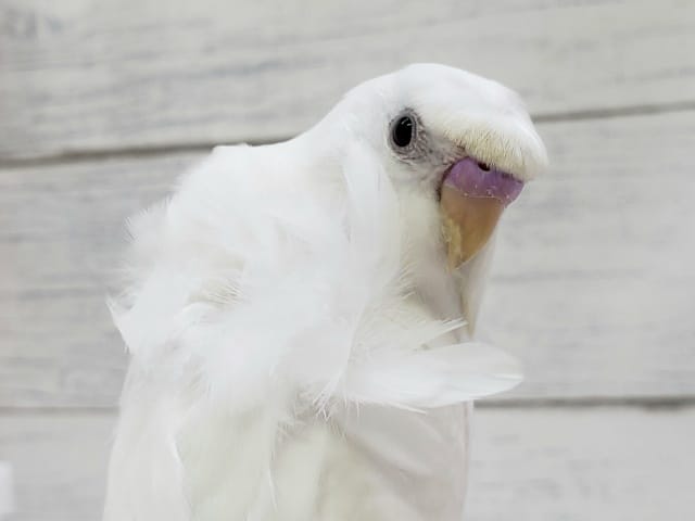 羽衣セキセイインコ