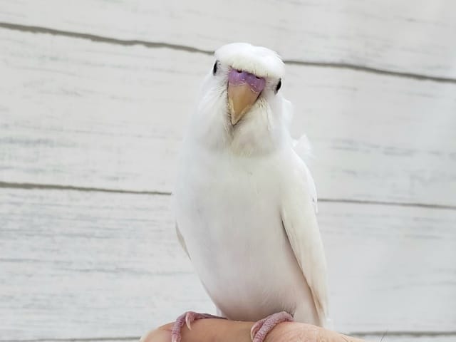 羽衣セキセイインコ