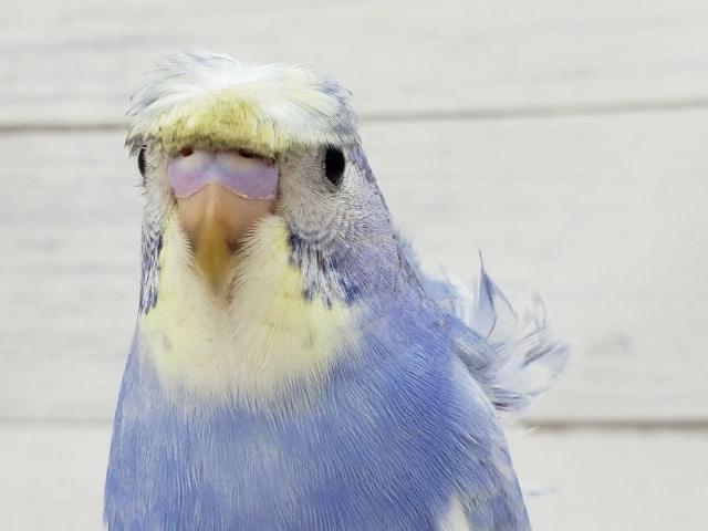 羽衣セキセイインコ