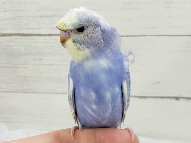 羽衣セキセイインコ