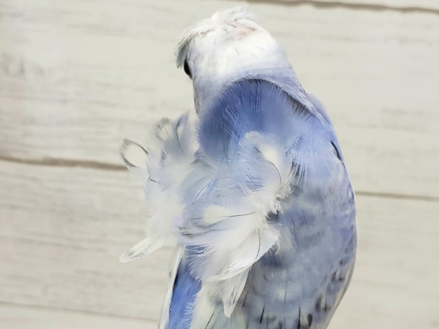 羽衣セキセイインコ