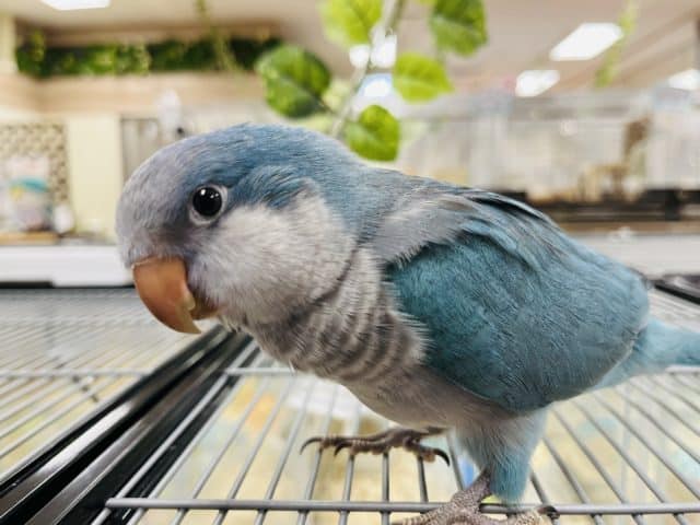 オキナインコ