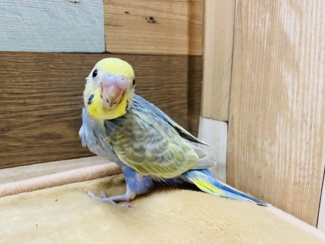 セキセイインコ