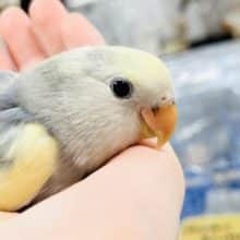 綺麗なカラーに目が惹かれます♡♡コザクラインコ(ブルーチェリーパイド)ヒナ