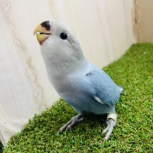 最新画像になりますよ‼️愛嬌たっぷり🤍💙メロメロ注意！　コザクラインコ　ダークアクアターコイズオパーリン