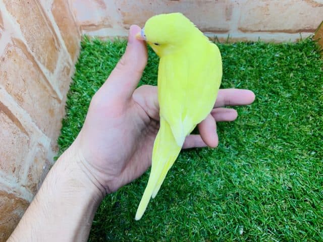 セキセイインコ