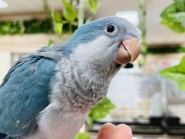 オキナインコ