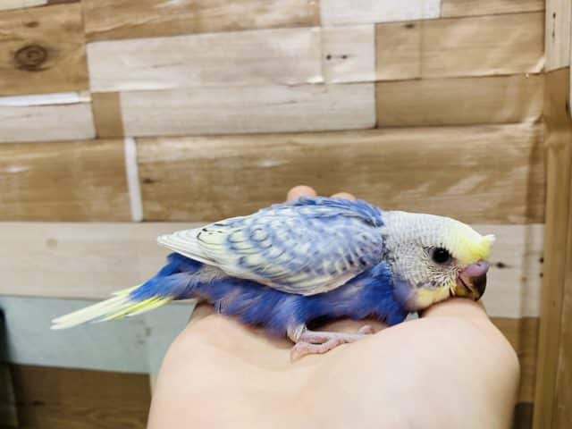 セキセイインコ