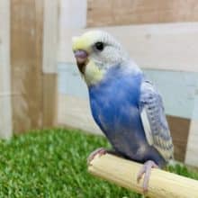 最新画像有り☆レアカラー！梵天のようなツノがチャームポイントのセキセイインコ♪イエローフェイススパングル