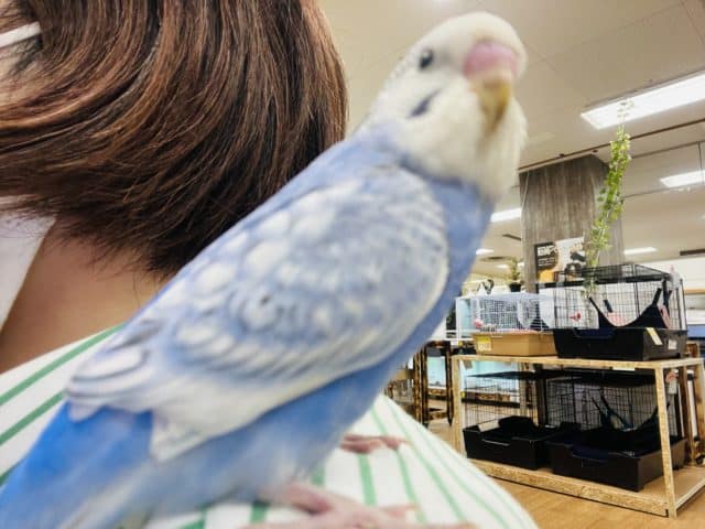 セキセイインコ