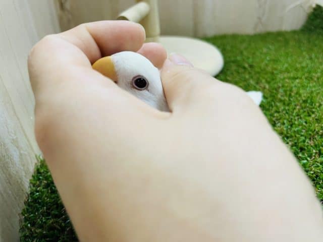 コザクラインコ（小桜インコ）