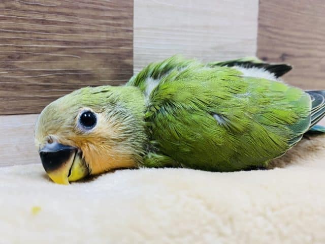 コザクラインコ（小桜インコ）