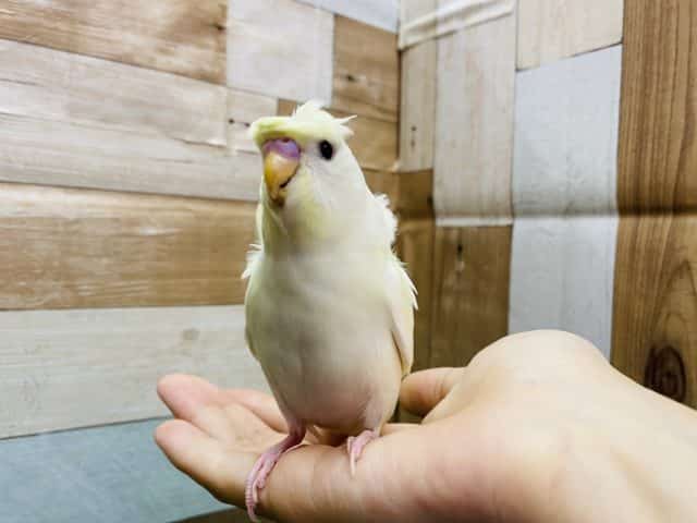 羽衣セキセイインコ