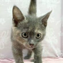 かわいい子猫がやってきました😊　ブリティッシュショートヘアー（ブルー＆ホト）女の子♪　2022年7月17日生まれ　入舎！