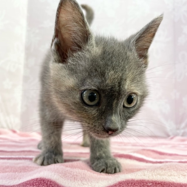 ブリティッシュショートヘア