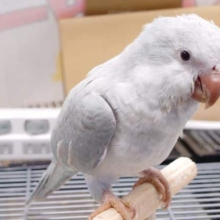 最新画像になります☆9/1　ドングリマウスが目印♡オキナインコ(ブルーシナモン) ヒナ