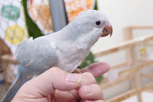 オキナインコ