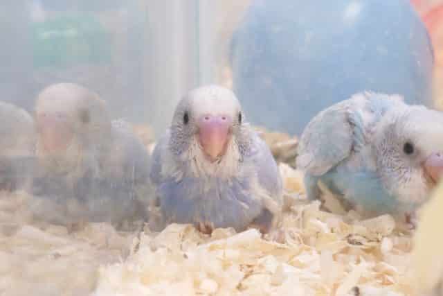 セキセイインコ