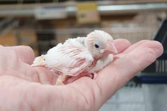 表現力がｽﾃｷ☆　白文鳥です～～