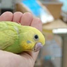 見つめてくるので、見てあげてください☆　セキセイインコ　スパングル～～