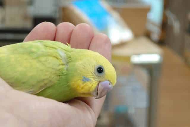 見つめてくるので、見てあげてください☆　セキセイインコ　スパングル～～