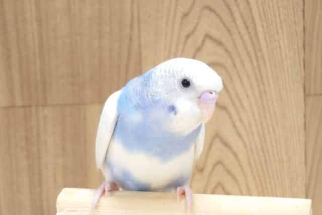 慣れるまでーー　馴れるまでーーー　特訓あるのみ☆　セキセイインコ　パイド～～