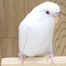 遊ぶ気満々♪　ｷﾚｲな透明感ある赤目さん☆　セキセイインコ　アルビノーーー