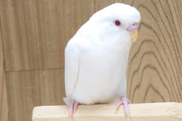 遊ぶ気満々♪　ｷﾚｲな透明感ある赤目さん☆　セキセイインコ　アルビノーーー