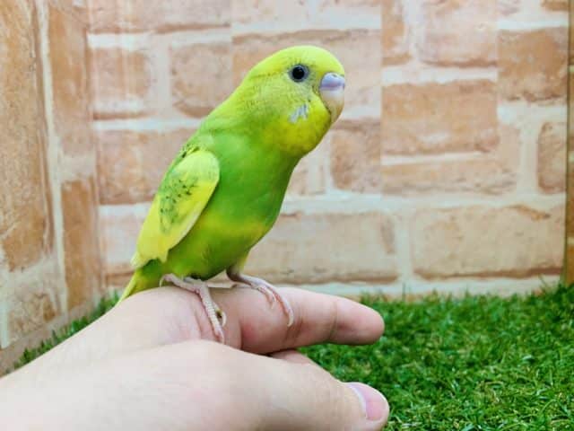 セキセイインコ