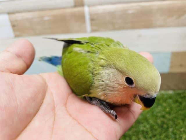 コザクラインコ（小桜インコ）