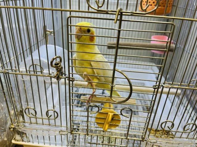 オカメインコ