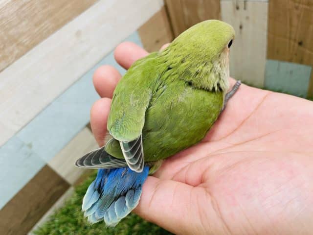 コザクラインコ（小桜インコ）