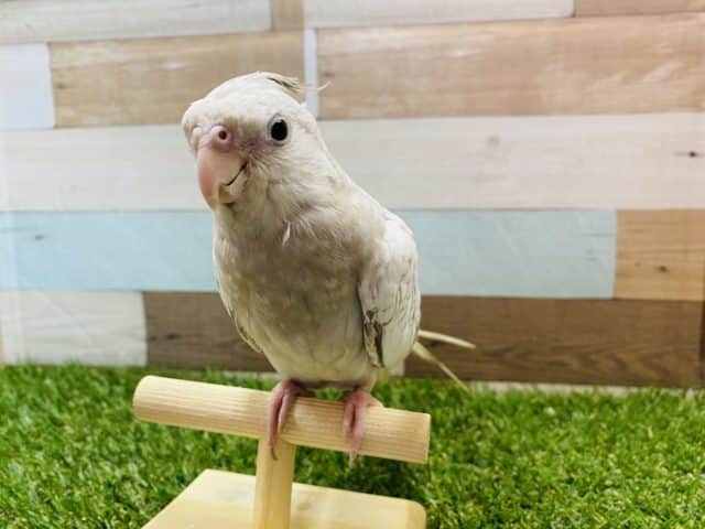 オカメインコ