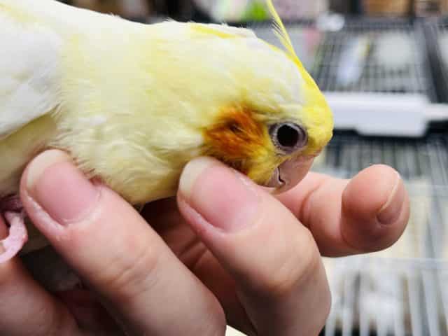 オカメインコ