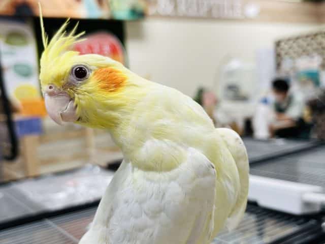 【最新画像更新です‪☆】お歌が上手？♪1人餌のオカメインコ(ルチノー)