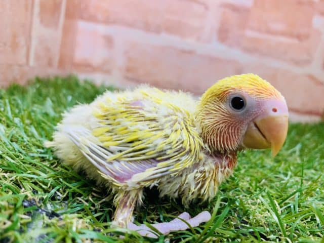 コザクラインコ（小桜インコ）