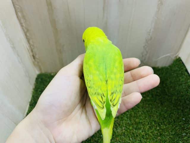 セキセイインコ