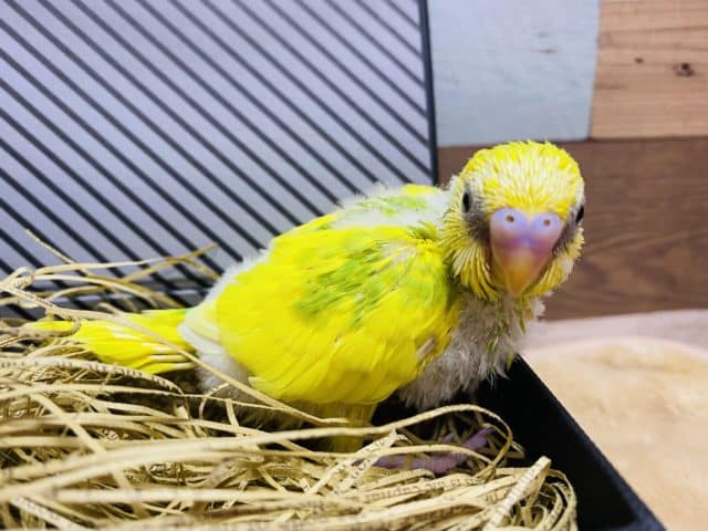 模様が少なめかな？イエロー×グリーンが綺麗なセキセイインコスパングルパイド！