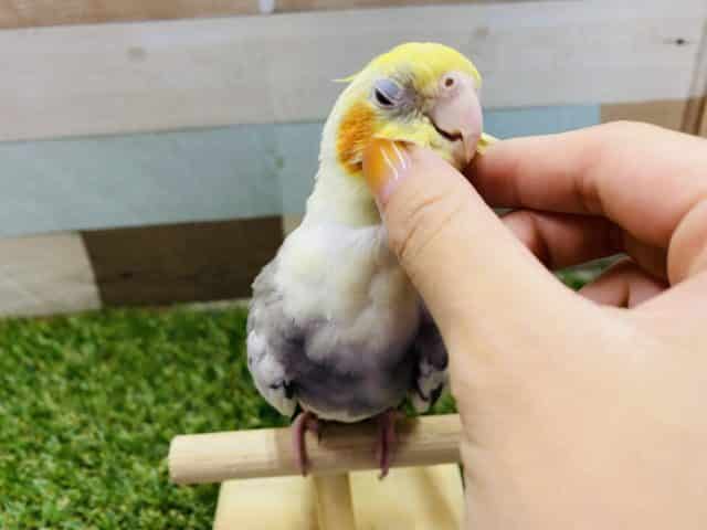 カキカキ大好きなんです♡甘え上手なオカメインコパイド！！