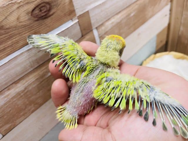 コザクラインコ（小桜インコ）