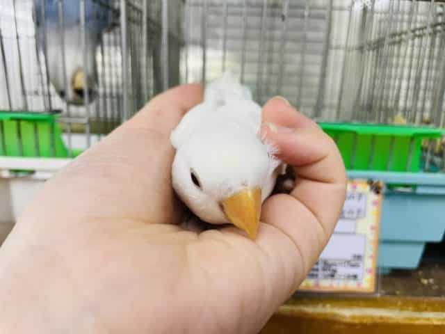 コザクラインコ（小桜インコ）